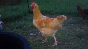 2013-07-18_20-49-22_129