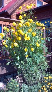 2013-07-26_09-23-12_671