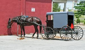 Amishbuggy